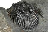 Rare Platyscutellum Massai Trilobite - Morocco #355772-4